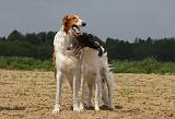 BARZOI 026